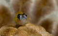   Peppermint Goby Klien Bonaire  